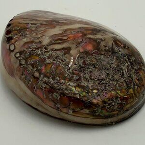 Vintage Large Polished Iridescent Natural Abalone Sea Snail Haliotis Seashell
